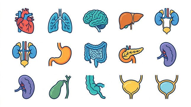 Colorful Illustrated Human Organ Collection Vector Art.