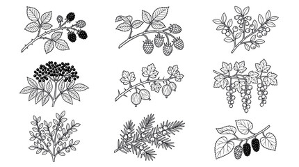 Botanical berry and leaf line art illustrations set. © Prime
