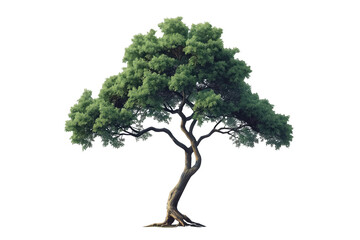 Obraz premium Asymmetrical green tree with twisting trunk