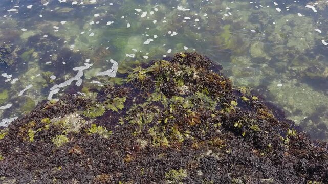 Seaweed and Moss Covered Rock in Tidal Water