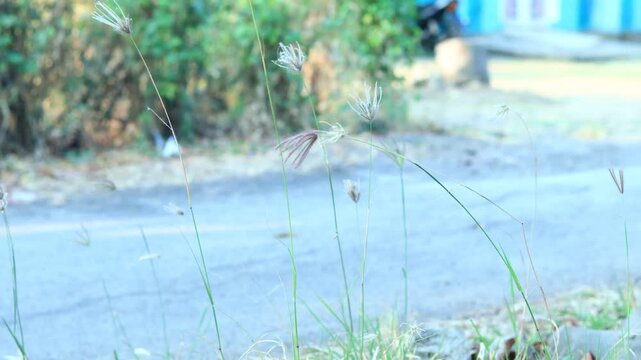 Roadside wild grass