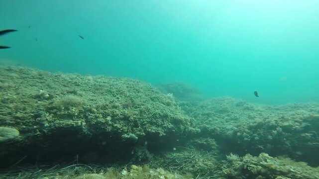 Saddled Seabream Swimming Over Rocky Mediterranean Reef