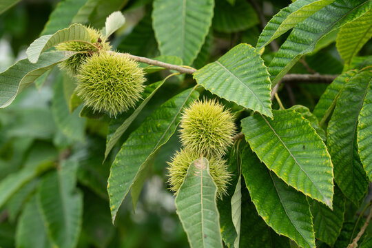 Unripe green chestnut burr on chestnut tree branch closeup