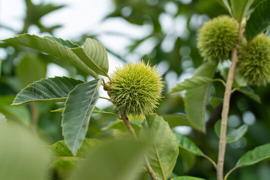 Unripe green chestnut burr on chestnut tree branch closeup