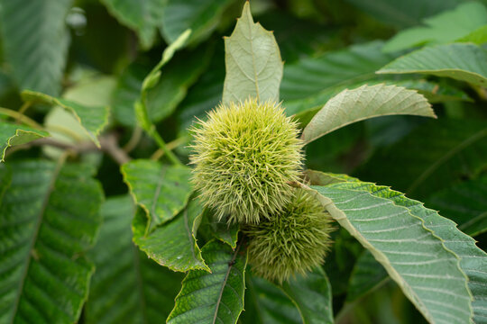 Close-up of unripe green chestnut burr growing on tree branc
