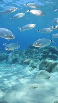 underwater fish scenery from mediterranean  sea breams ocean scenery underwater landscape seabreams  Diplodus sargus