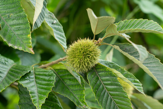 Close-up of unripe green chestnut burr growing on tree branc
