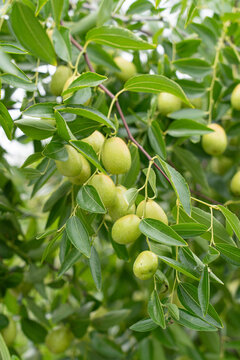 Unripe green jujube fruits hanging on jujube tree branches
