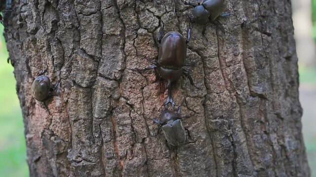 クヌギの樹液を吸いに来たカブトムシ