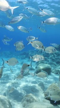 underwater fish scenery from mediterranean  sea breams ocean scenery underwater landscape seabreams  Diplodus sargus