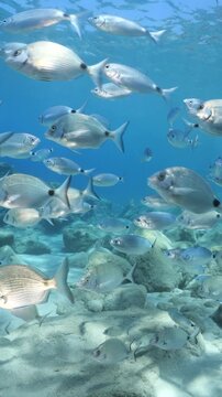 underwater fish scenery from mediterranean  sea breams ocean scenery underwater landscape seabreams  Diplodus sargus
