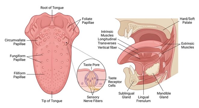 Human tongue anatomy cross section diagram with detailed medical labels showing papillae taste buds and muscles