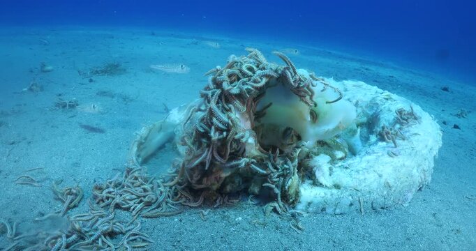 fire worms eating dea shark fish underwater altogether fireworms ocean scenery