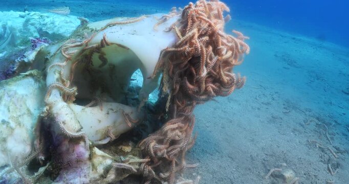 fire worms eating dea shark fish underwater altogether fireworms ocean scenery