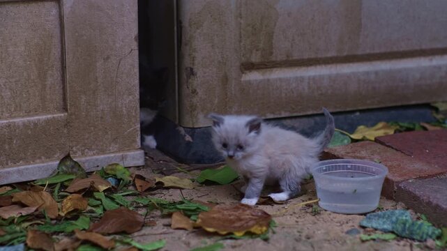 Tiny Kitten Exploring Backyard Near Water Bowl Outdoors among leaves and stones showing curiosity and the first steps of discovering the surrounding world