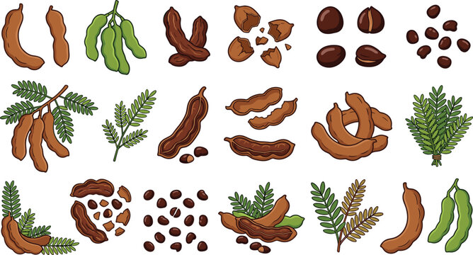 Organic Tamarind Fruit Vector Element Set Featuring Shell Pods Roasted Seeds Fresh Green Leaves and Shell Pieces for Grocery Packaging and Cooking Recipe Layouts