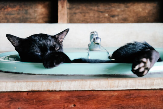 Cute black cat sleep in a basin at home