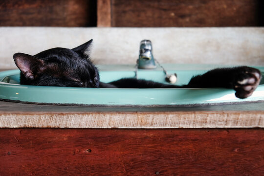 Cute black cat sleep in a basin at home
