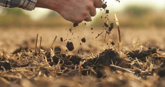 Close-up of a farmer letting fertile soil fall through his fingers in a harvested field. Concept of soil quality assessment, sustainable agriculture, healthy farmland, and precision farming practices 