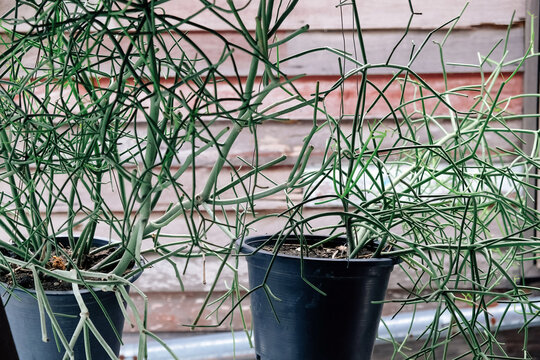 Plants in pots on the windowsill of an old wooden house