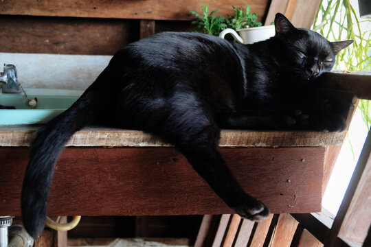 Cute black cat sleep on a basin at home