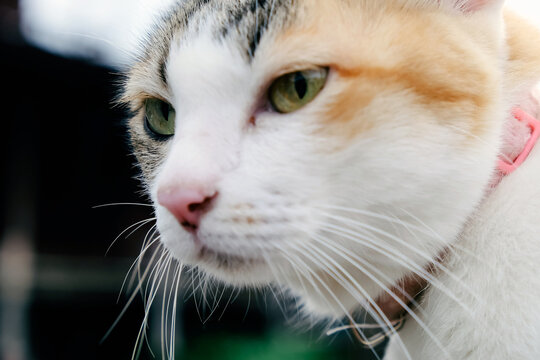 Portrait of Thai cat, Thailand. (Selective focus)