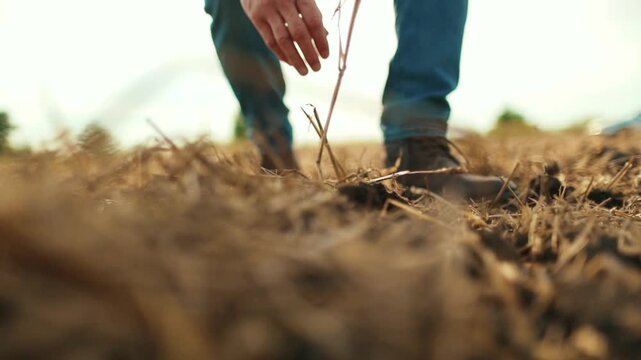 Close-up of a farmer letting fertile soil fall through his fingers in a harvested field. Concept of soil quality assessment, sustainable agriculture, healthy farmland, and precision farming practices 