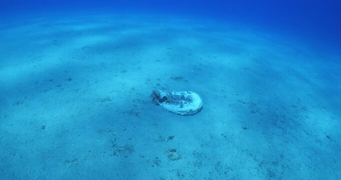 fire worms eating dea shark fish underwater altogether fireworms ocean scenery