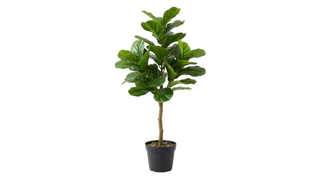 Green fiddle leaf fig plant in a black plastic pot for home decor isolated on transparent background
