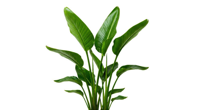 Fresh green tropical plant with long pointed leaves in a home pot isolated on transparent background