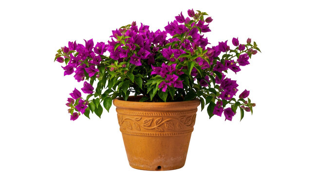 Beautiful purple bougainvillea flowers in a terracotta clay pot isolated on transparent background