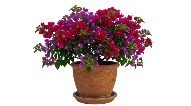 Beautiful blooming bougainvillea plant in a rustic brown clay pot isolated on transparent background