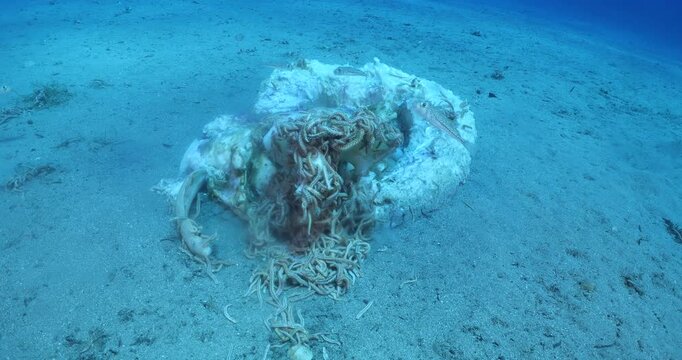 fire worms eating dea shark fish underwater altogether fireworms ocean scenery