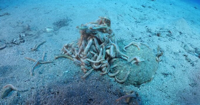 fire worms eating dea shark fish underwater altogether fireworms ocean scenery