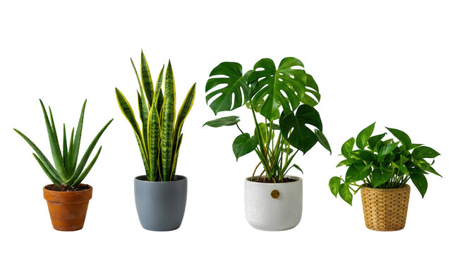Set of four different green indoor house plants in various flower pots isolated on transparent background