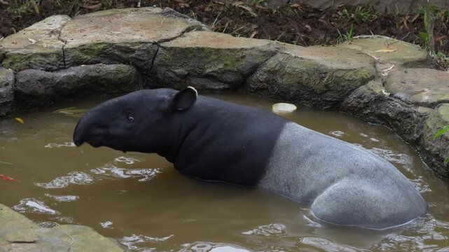 Malayan Tapir Wallowing in Muddy Water Enclosure, Static Shot, 4K Stock Footage