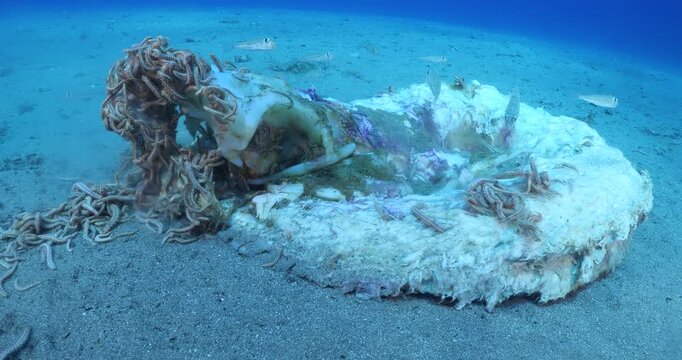 fire worms eating dea shark fish underwater altogether fireworms ocean scenery