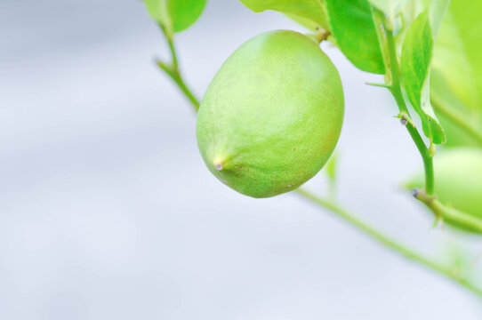 lemon tree or lemon plant or Citrus limon or Citrus x limonum Risso or Citrus x limonia Osbeck or RUTACEAE , lemon fruit