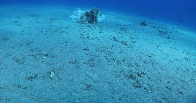 fire worms eating dea shark fish underwater altogether fireworms ocean scenery