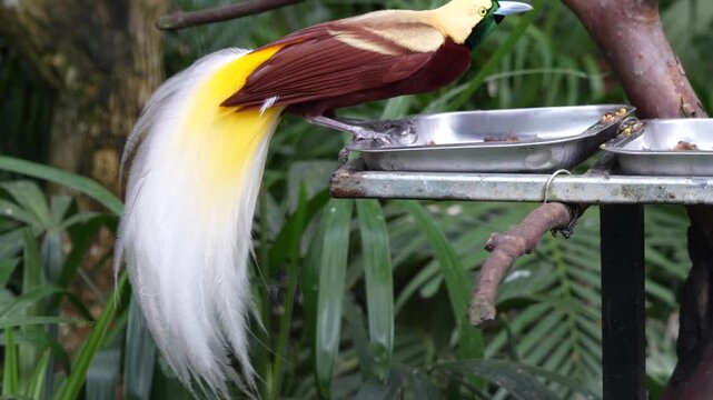 Raggiana Bird-of-Paradise Perched on Feeder, Papua New Guinea Wildlife 4K