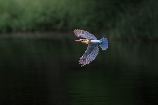 Stork-billed kingfisher in mid-flight, wings fully spread and sharply detailed against a smooth green forest background, precise timing, highlighting motion, color contrast, and natural elegance