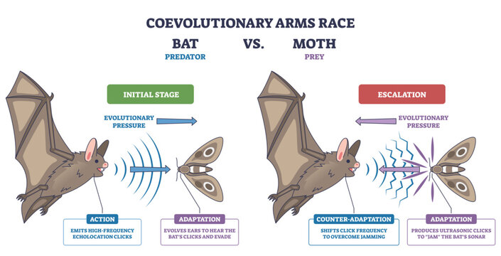 Coevolutionary arms race, bat vs moth shows predator-prey adaptations with echolocation and jamming, key objects, bat, moth, sonar waves, transparent background