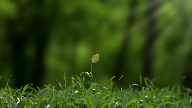 green grass with dew drops