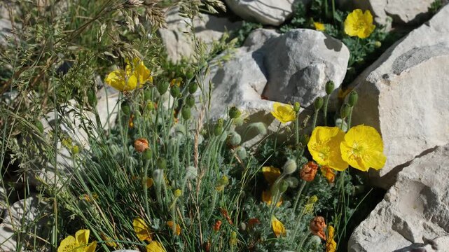 Yellow Alpine Poppies or Rhaetian Poppy (Papaver rhaeticum or Papaver aurantiacum) swaying in strong wind on rocky Mont Ventoux Summit, Provence, France. High-altitude wildflowers. Close-up.