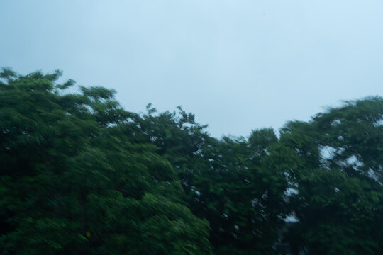 Tree Shaking in Strong Wind Motion Blur Shot with Long Exposure Technique Against Blue Sky