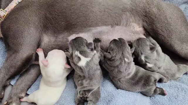 Mother Dog Nursing Newborn Puppies on Soft Blanket &ndash; Litter of Sleeping and Feeding Puppies at Home