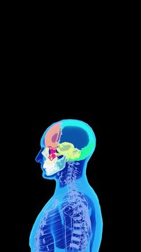 Human Skull Anatomy and Cranial Skeletal Structure Medical Illustration