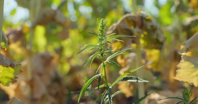 Green Hemp with Budding Clusters Among Dried Brown Leaves