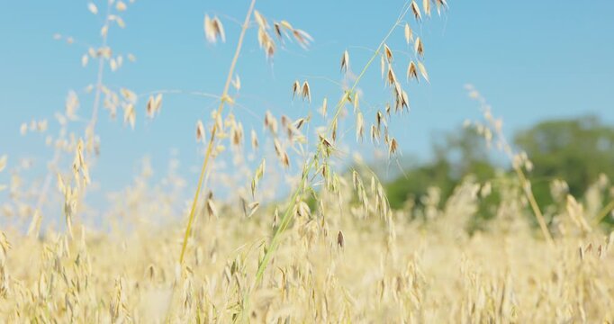 Slender Golden Wild Oats in field with Distant Trees