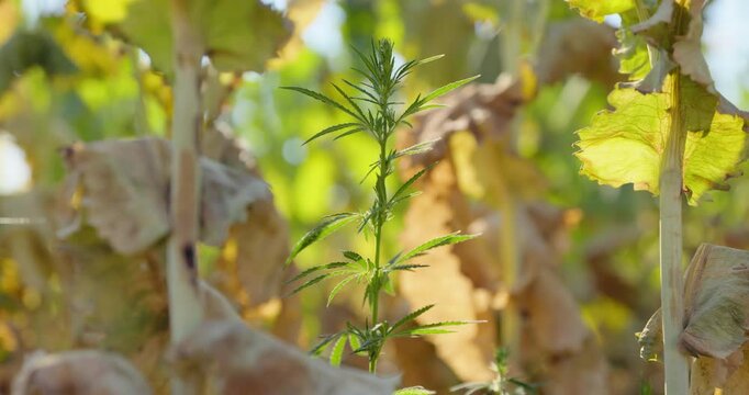 Green Hemp Plant Among Dried Brown Leaves and Stalks